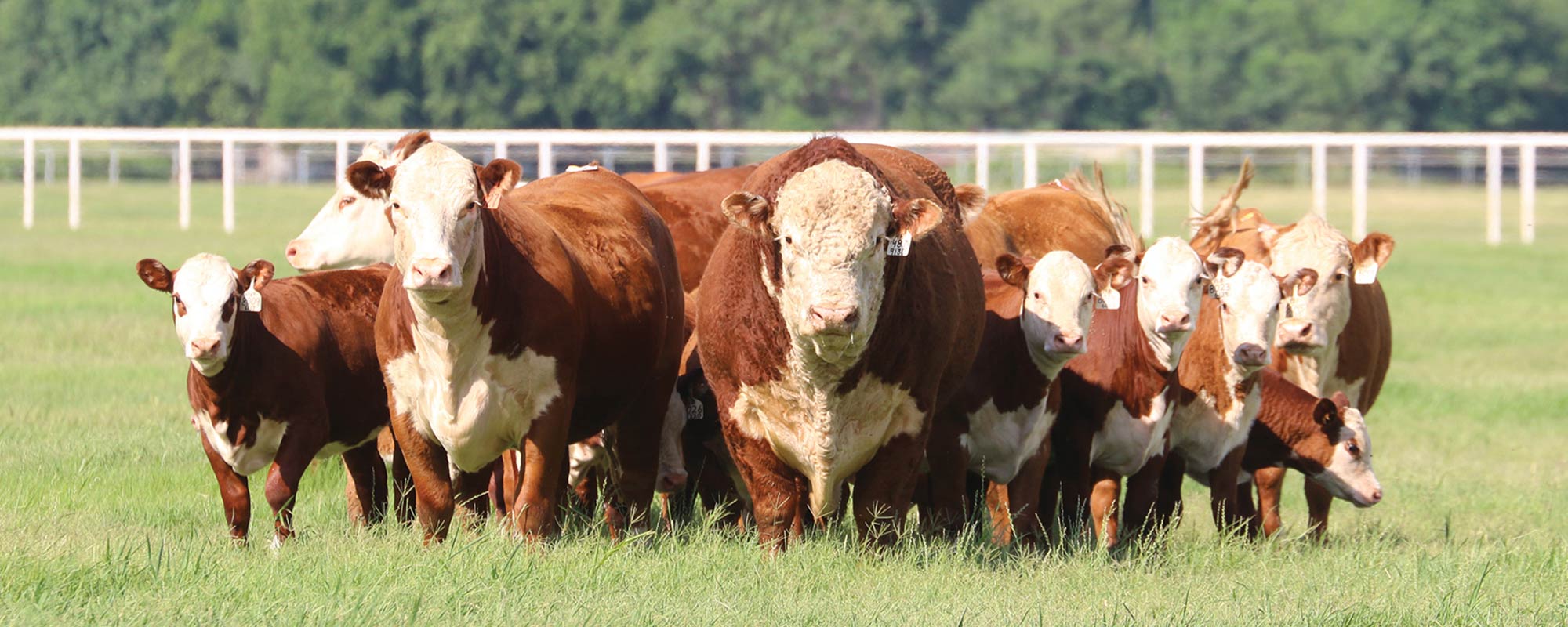 Hereford Cow Calves